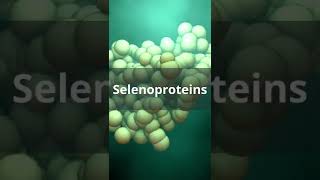 What does Selenium do in the body [upl. by Ajup725]