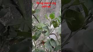 কি কি যত্ন নিলে লেবুর ভালো ফলন হয় gardening rooftopgarden farming agriculturegarden [upl. by Battat]