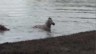 Crocodile vs zebra amazing encounter [upl. by Nocam]