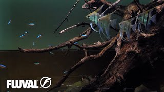 South American Biotope Aquarium  Relaxing Cinematic [upl. by Chaille]