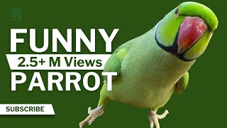 Funny Parrot Talking and Dancing  Funny Pet video  Cute Animals [upl. by Greta]