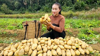 Harvesting potato goes to market sell  Water the vegetables  Ly Thi Tam [upl. by Birdella165]