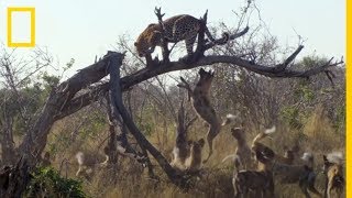 Enemigos ETERNOS Licaones acorralan a un LEOPARDO  National Geographic en Español [upl. by Selie]