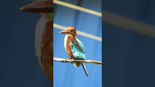 Whitebreasted Kingfisher 🤩pls subscribe🙏 [upl. by Dnarb]