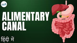 Life Processes  Lesson 04  Alimentary Canal  in Hindi हिंदी में   Infinity Learn [upl. by Enilatan]