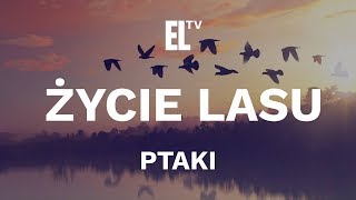 Życie lasu – ptaki film przyrodniczy [upl. by Nirak113]