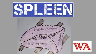 Spleen Anatomy  By Splenic paper model World of Anatomy [upl. by Natalina542]