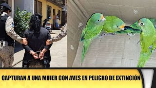 Capturan a una mujer con aves en peligro de extinción [upl. by Nnawaj]