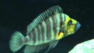 Male Altolamprologus Compressiceps Goldhead [upl. by Stenger]