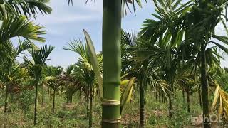 Areca Nut Farming horticulture agriculture farmer plantation crop betelnut cultivation [upl. by Otreblaug945]