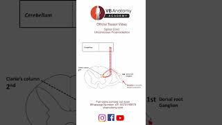 TEASER Unconscious proprioception [upl. by Atiuqer]