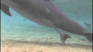 Incredible Dolphin Birth at Dolphin Quest Hawaii [upl. by Weywadt]