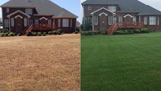 Lawn Renovation Turf Type Tall Fescue [upl. by Bensky]