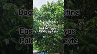 Bagyong Kristine Update October 23 2024 Leyte storm rain wind update weather live nature [upl. by Jennie]