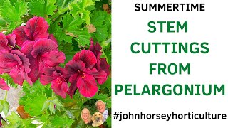 HOW TO TAKE PELARGONIUM CUTTINGS  PELARGONIUM STEM CUTTINGS [upl. by Staal]