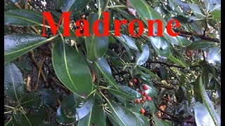 MADRONE TREE [upl. by Tristis]