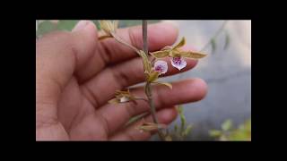 Anggrek gambut mahkota cinaEulophia GramineaExoticPlants [upl. by Arraeit627]