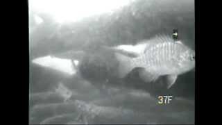 Underwater Muskie Video from Wisconsin [upl. by Atteloc]