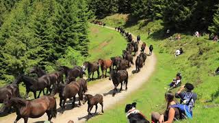 Transhumance en Bethmale 2019 larrivée des chevaux au cirque de Campuls Ariège [upl. by Bordie]