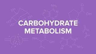 Carbohydrate metabolism lecture 2 Krebs cycle [upl. by Isyed412]