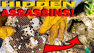 ASSASSIN Underground Yellow Jackets Wasp Nest [upl. by Yssej]