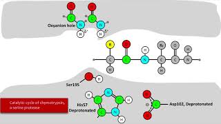 Serine Protease Mechanism [upl. by Enneyehc]