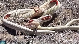 Watch these Snakes Fight to Death  Snake vs Snake [upl. by Hofmann]