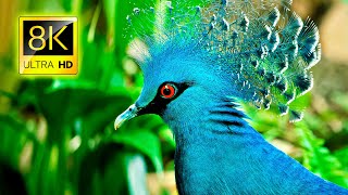 The Most Beautiful Birds in the World in 8K ULTRA HD  8K TV [upl. by Beeck378]