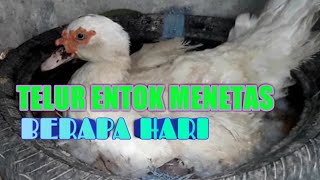 Telur Entok Menetas Berapa Hari [upl. by Sarette143]