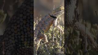 Thorny Devils Amazing Water Trick [upl. by Lerred]