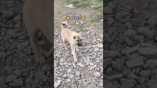 kangal köpek malaklı anadoluçobanköpeği sivas kangal çapar [upl. by Esilana]