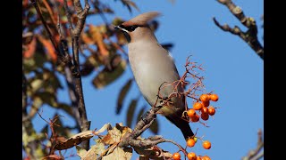 Bohemian Waxwings Bridlington East Yorkshire 221023 [upl. by Dougall]