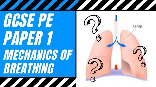 AQA GCSE PE The Mechanics Of Breathing  The Role Of The Intercostal Muscles Ribs amp Diaphragm [upl. by Lihp]