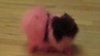 Boo the Pink Pomeranian [upl. by Tooley283]