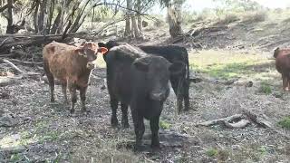 quotCalimo Parkquot Aggregation Deniliquin NSW [upl. by Jana]