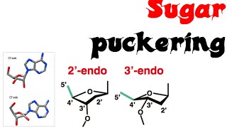 Sugar puckering [upl. by Ardnikal]