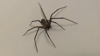 Brown Recluse spider HD closeup footage [upl. by Yoko]