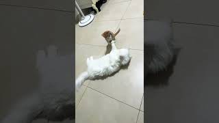 Cat fight [upl. by Saloma]