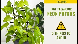 How to Care for Neon Pothos  5 Things to AVOID Epipremnum aureum [upl. by Asiaj]