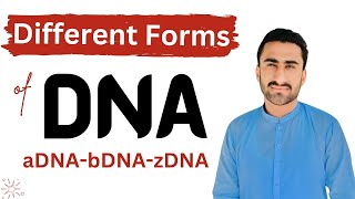 Different Structural Forms Of DNA  ADNA BDNA amp ZDNA  Molecular Biology  Shahzad Rasool [upl. by Liponis298]