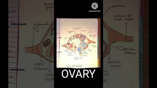 Ovary diagram biology bams youtubeshorts anatomy neet2025 science shorts eggformation [upl. by Wilburn]