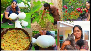 ഈ ഒരു കൂൺ മതി എല്ലാവർക്കും വയറുനിറച്ചു കഴിക്കാൻ 🤗ചേമ്പിൻ താൾ ഫ്രൈഡ് റൈസും പുറത്തെ ജോലികളും vlog [upl. by Ellebasi]