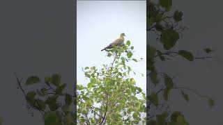 Ready to takeoff  Yellow footed green pigeon wildlifefilmmaking birds naturefilms [upl. by Xonel]