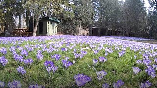 A timelapse after planting 10000 crocuses in a lawn [upl. by Jolene]