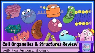 Cell Organelles and Structures Review [upl. by Nyleahcim]