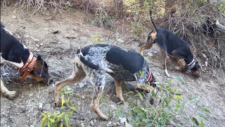 Utah Dry Ground Mountain Lion Hunt with Hounds [upl. by Sternberg907]