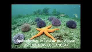 Sistema Nervioso en Invertebrados [upl. by Carlita343]