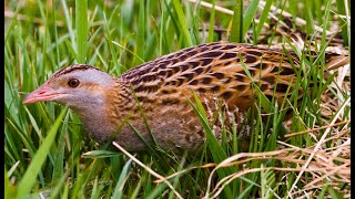 Corncrake Коростель [upl. by Asim]