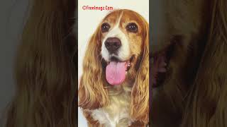 Grooming my dog pet at home dog doglover doglovers pets pets quiet confident [upl. by Yawnoc]