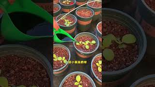 I am growing vegetables on a 600squaremeter terrace gardenlife gardening plantingtips [upl. by Ikkiv]